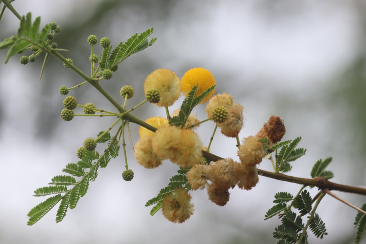 Vachellia nilotica (L.) P.J.H.Hurter & Mabb.